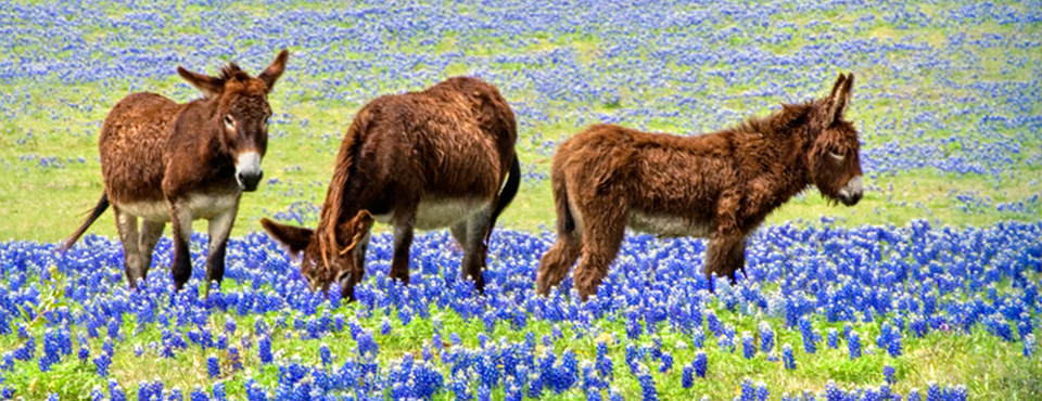 Texian Ranch, Hwy 290, east of Brenham, TX